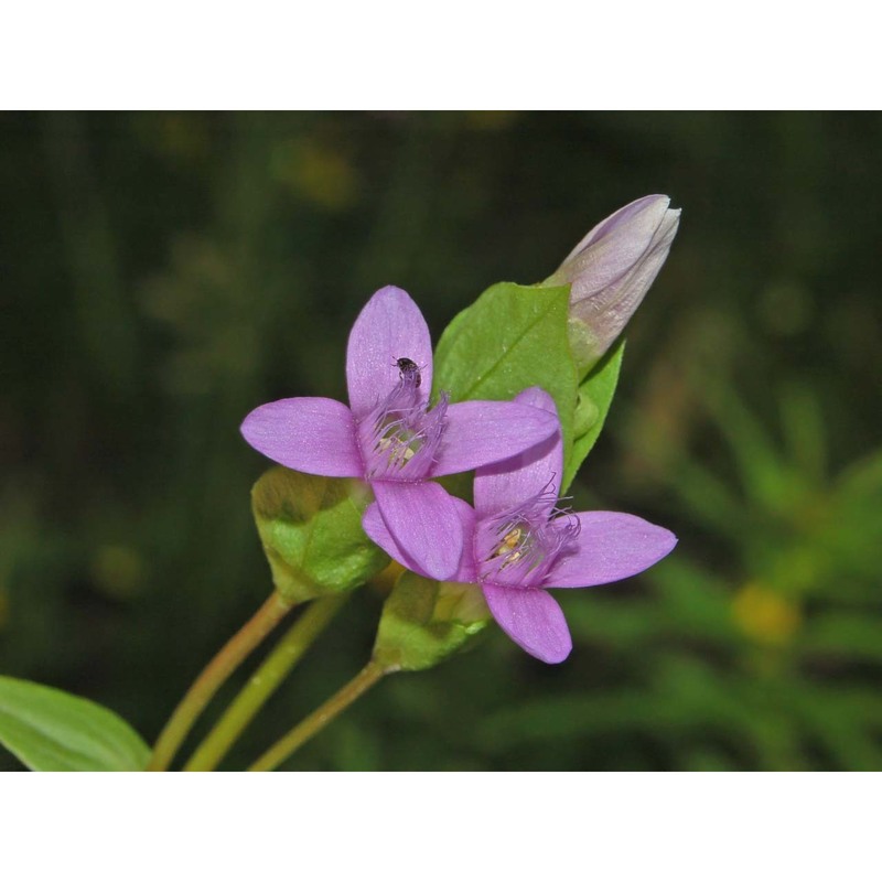 gentianella campestris (l.) börner