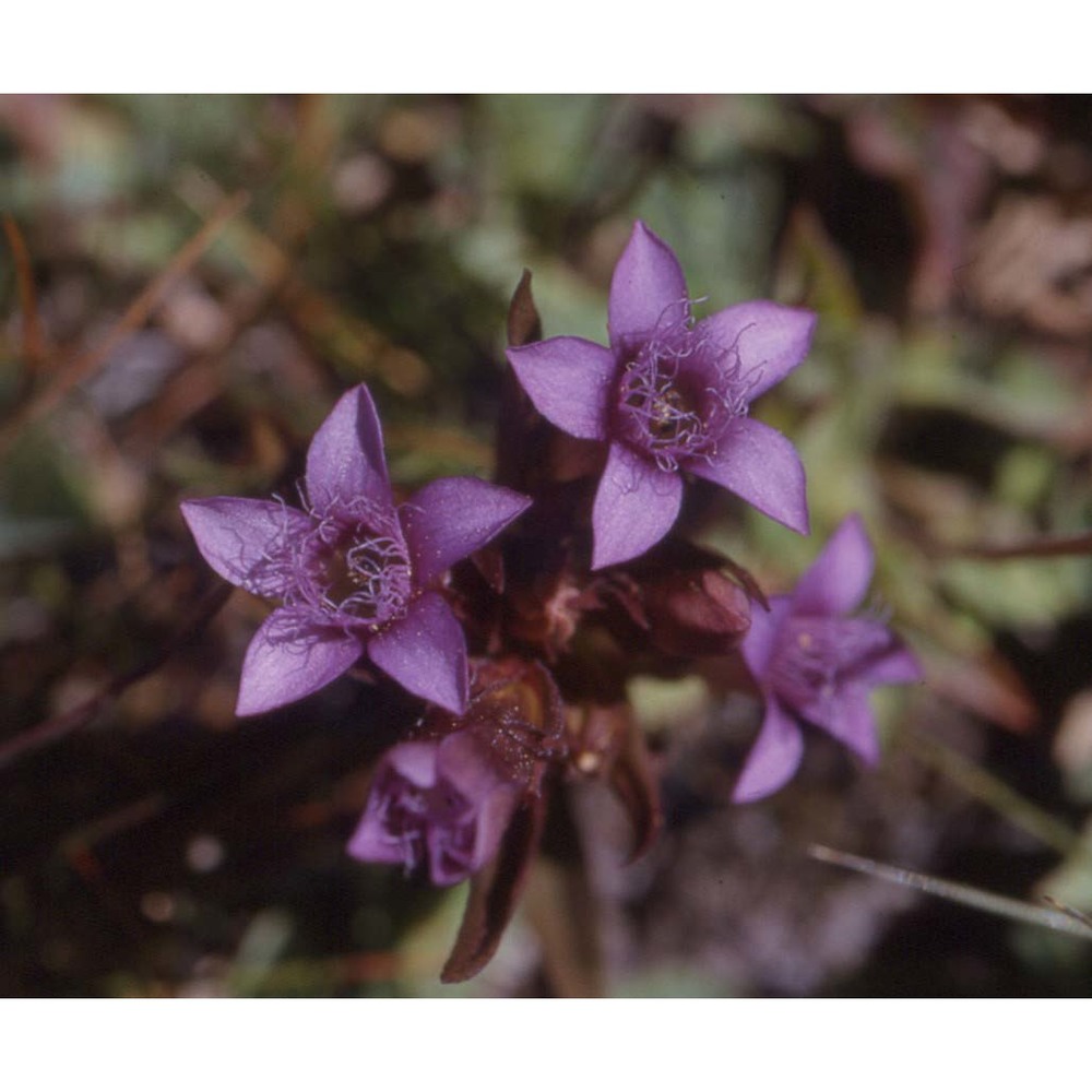 gentianella columnae (ten.) holub