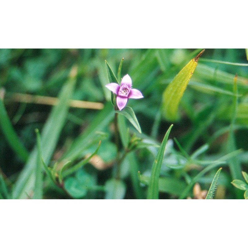 gentianella columnae (ten.) holub