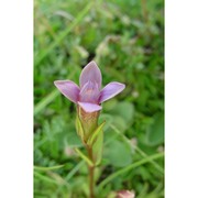 gentianella columnae (ten.) holub