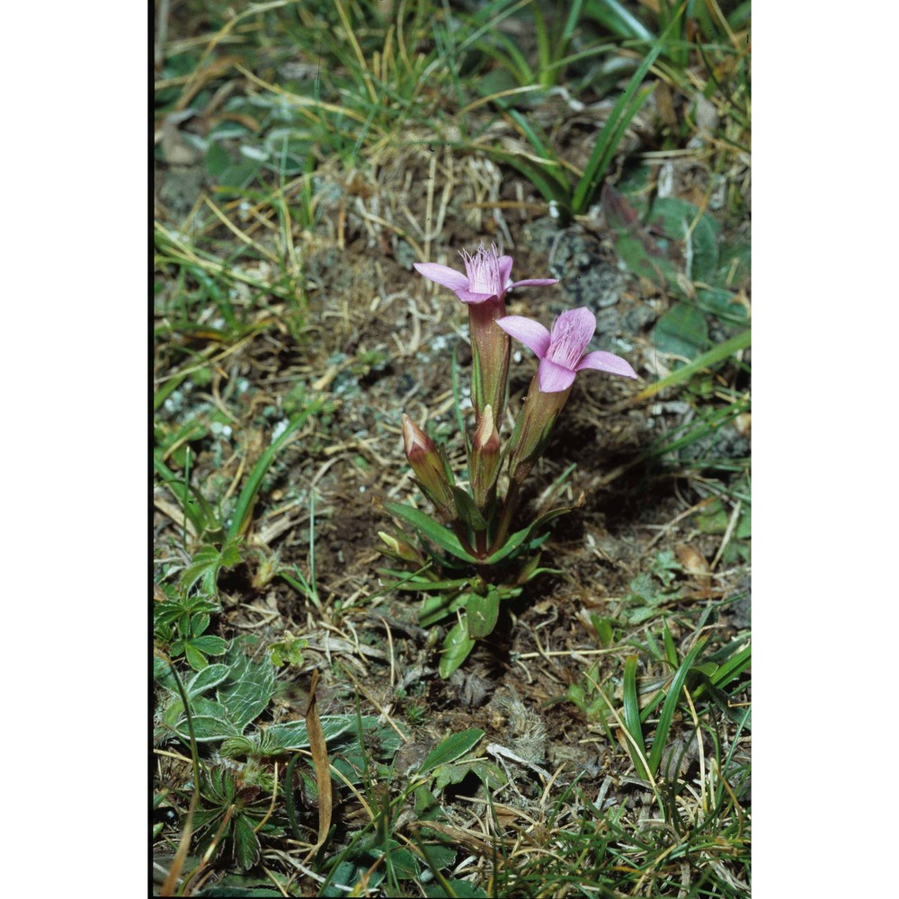 gentianella columnae (ten.) holub