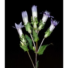 gentianella crispata (vis.) holub