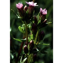 gentianella engadinensis (wettst.) holub