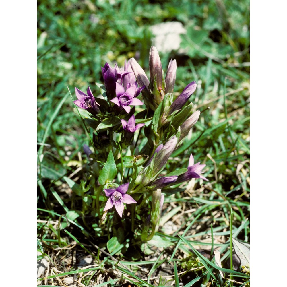 gentianella engadinensis (wettst.) holub