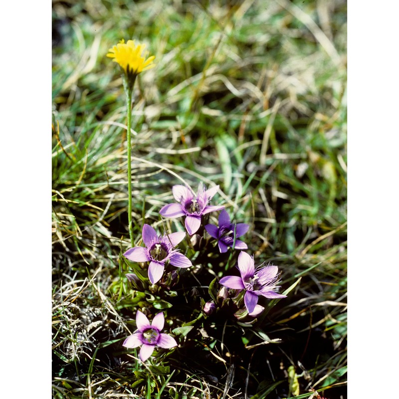 gentianella engadinensis (wettst.) holub