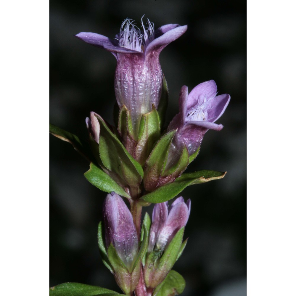 gentianella engadinensis (wettst.) holub