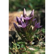 gentianella germanica (willd.) e. f. warb.