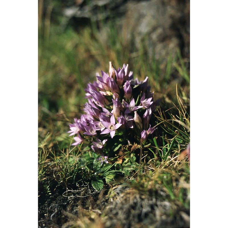 gentianella germanica (willd.) e. f. warb.