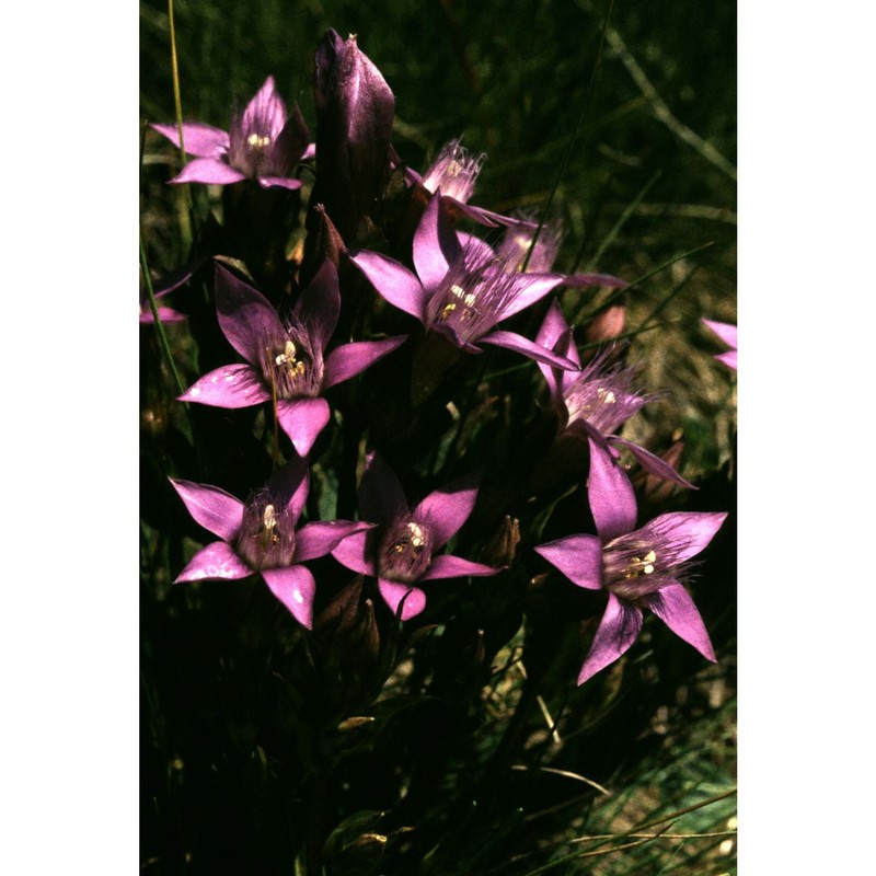 gentianella germanica (willd.) e. f. warb.