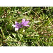 gentianella insubrica (kunz) holub