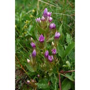 gentianella insubrica (kunz) holub