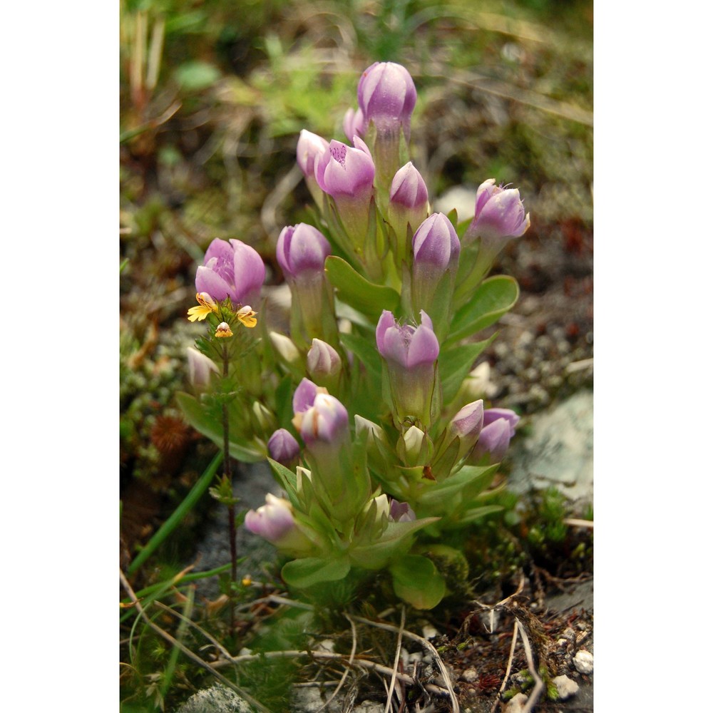 gentianella insubrica (kunz) holub