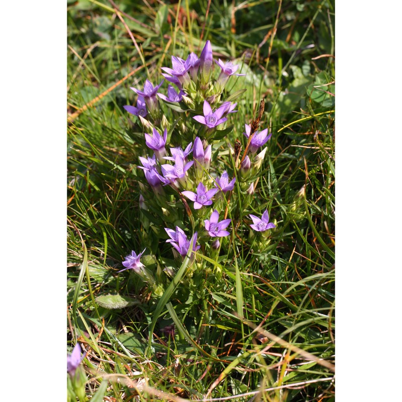 gentianella insubrica (kunz) holub