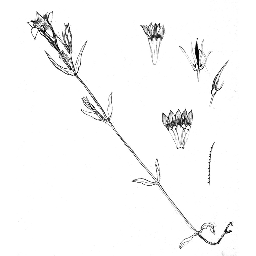 gentianella pilosa (wettst.) holub