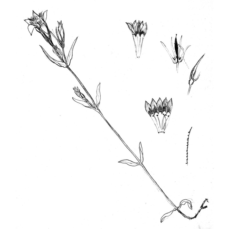 gentianella pilosa (wettst.) holub