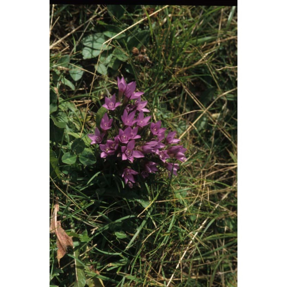 gentianella pilosa (wettst.) holub