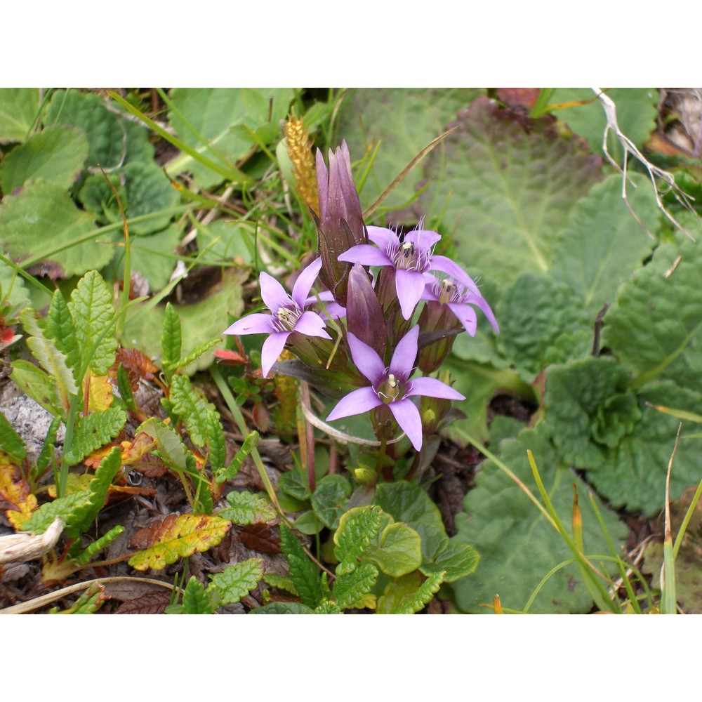 gentianella pilosa (wettst.) holub