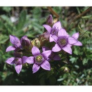 gentianella ramosa (hegetschw.) holub