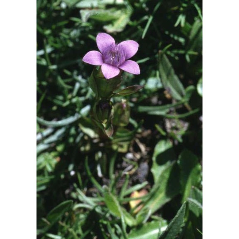 gentianella ramosa (hegetschw.) holub