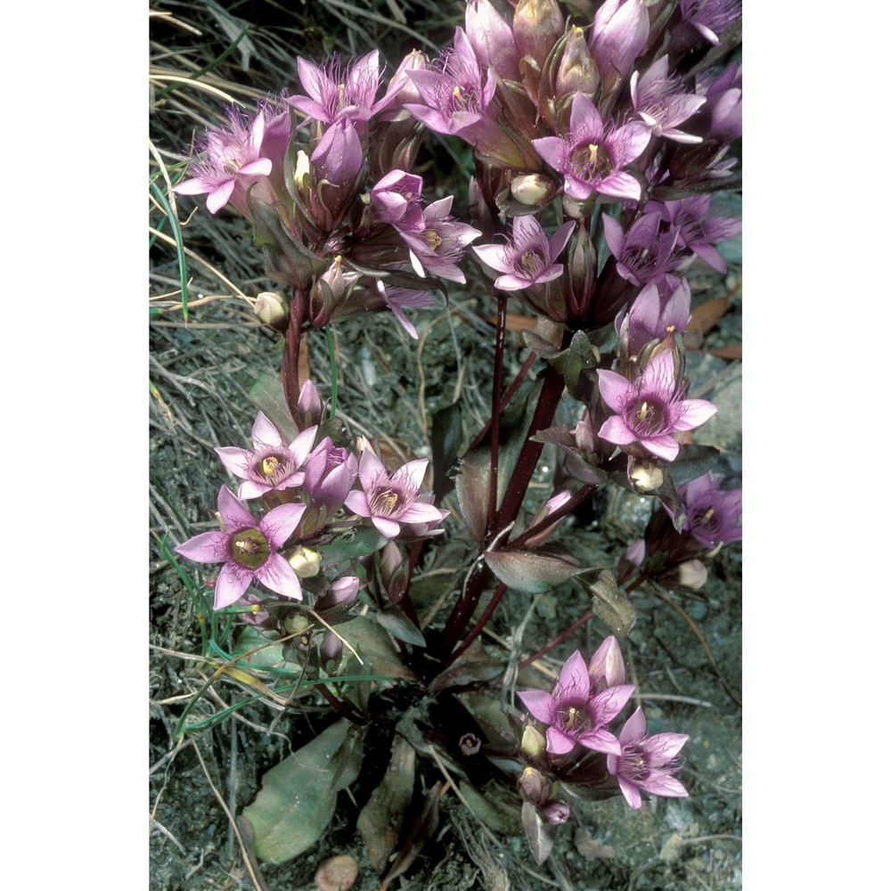 gentianella ramosa (hegetschw.) holub