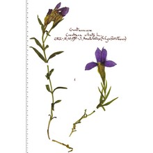 gentianopsis ciliata (l.) ma