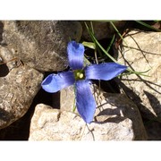 gentianopsis ciliata (l.) ma