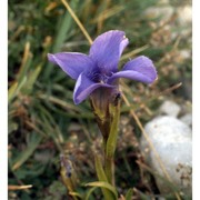 gentianopsis ciliata (l.) ma