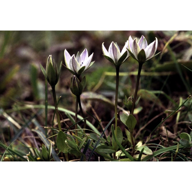 lomatogonium carinthiacum (wulfen) rchb.