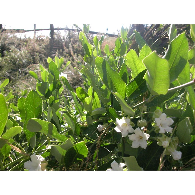 araujia sericifera brot.