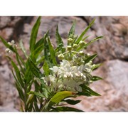 asclepias fruticosa l.