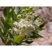 asclepias fruticosa l.