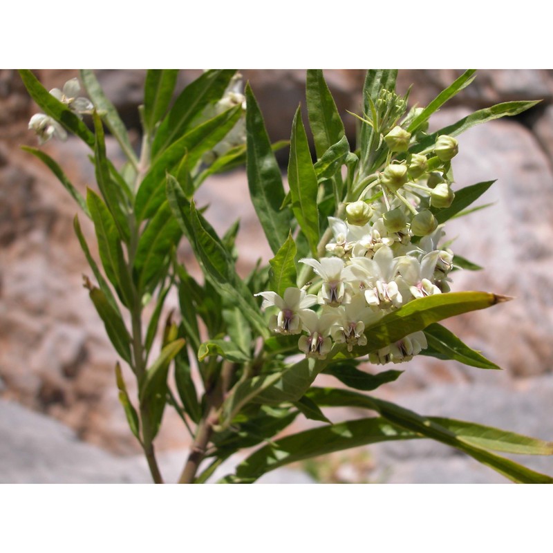 asclepias fruticosa l.