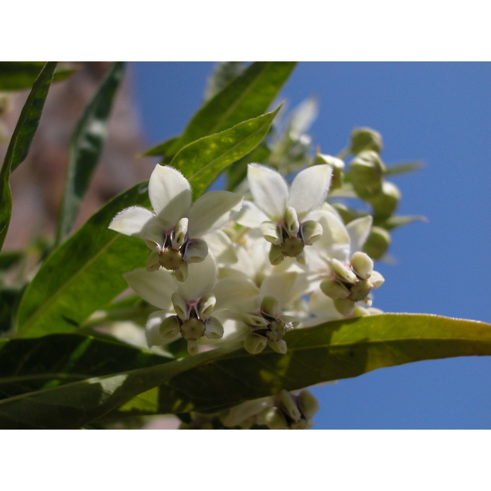 asclepias fruticosa l.