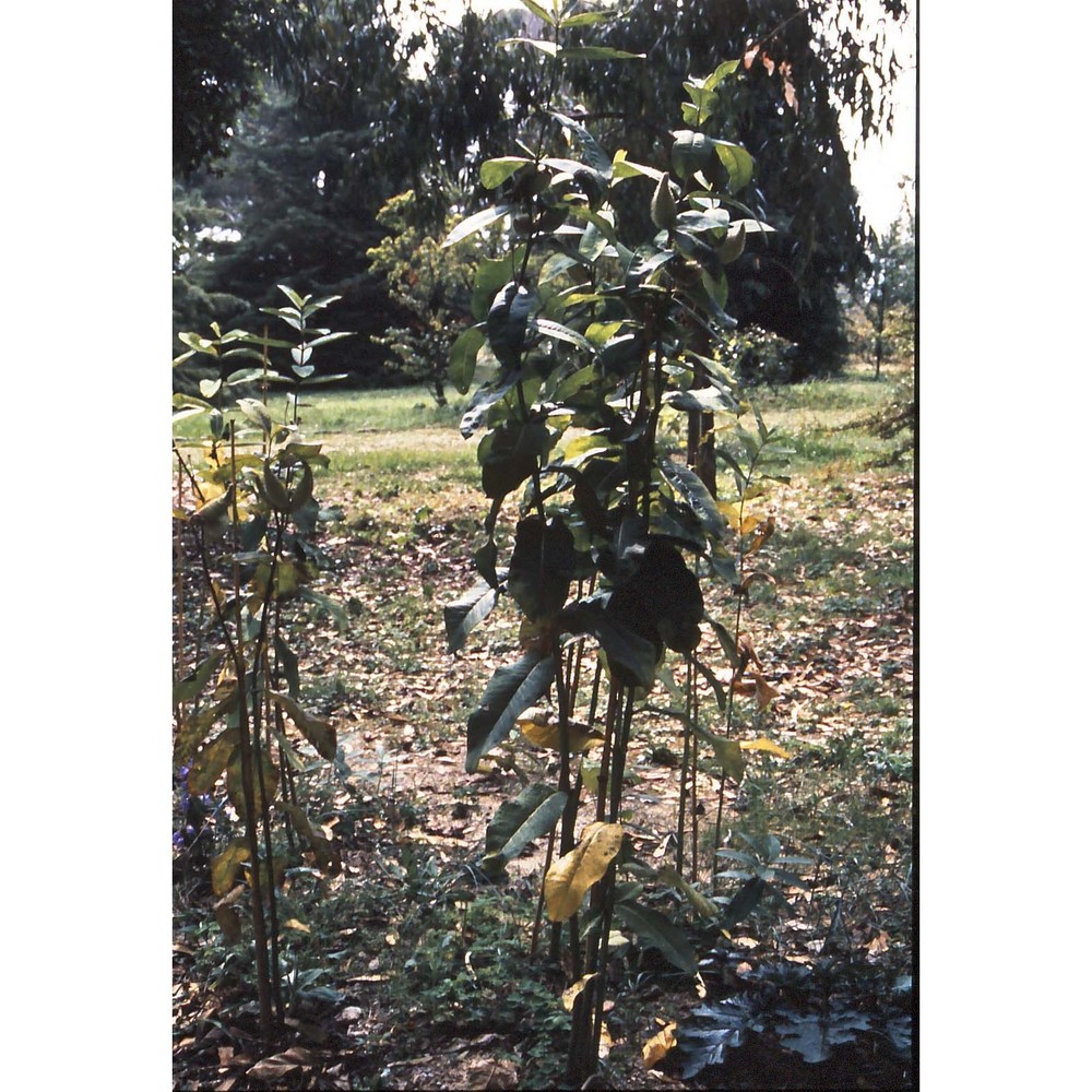 asclepias syriaca l.