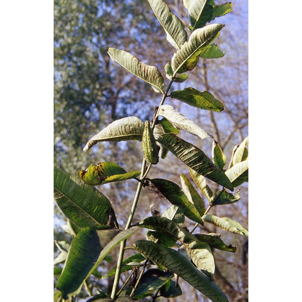 asclepias syriaca l.