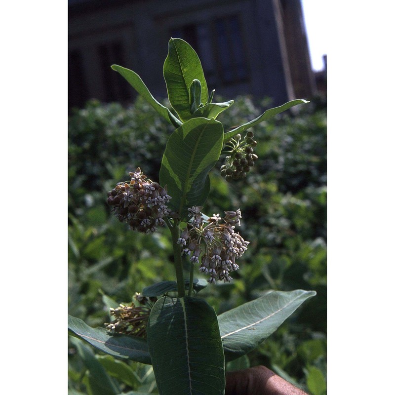 asclepias syriaca l.