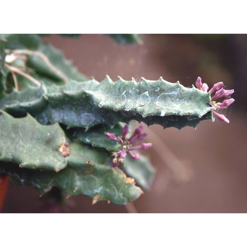 caralluma europaea (guss.) n. e. br.