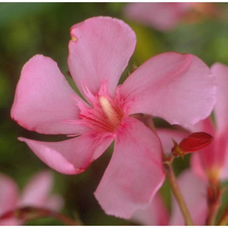 nerium oleander l.