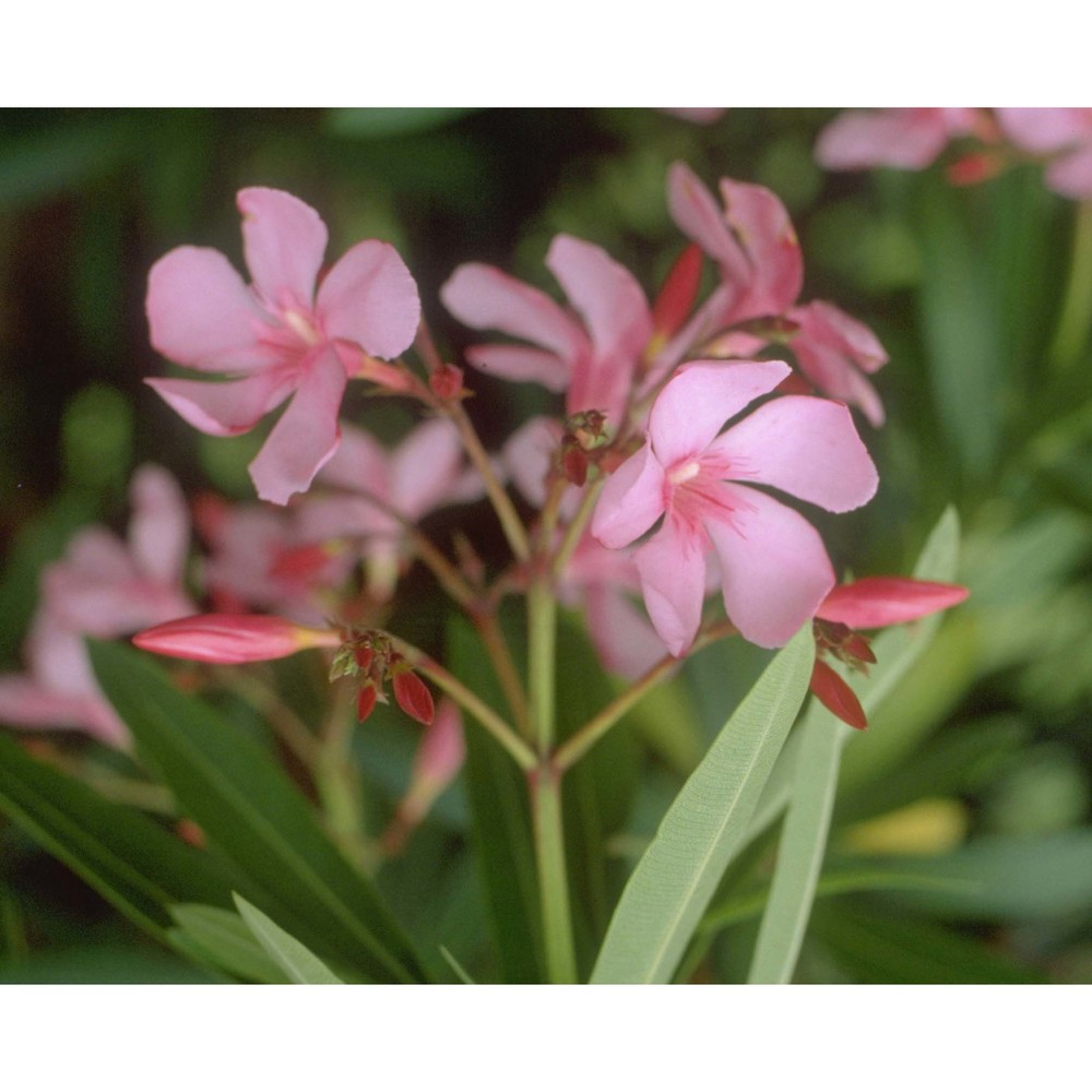 nerium oleander l.