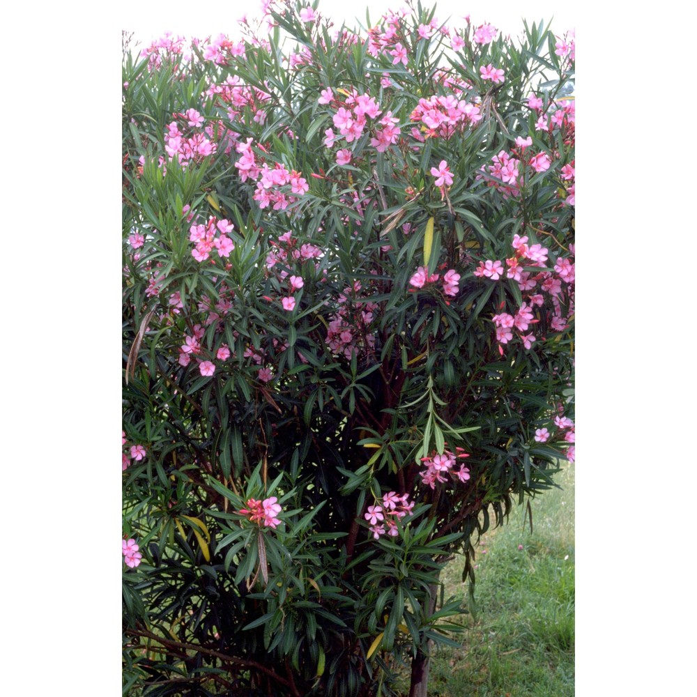 nerium oleander l.