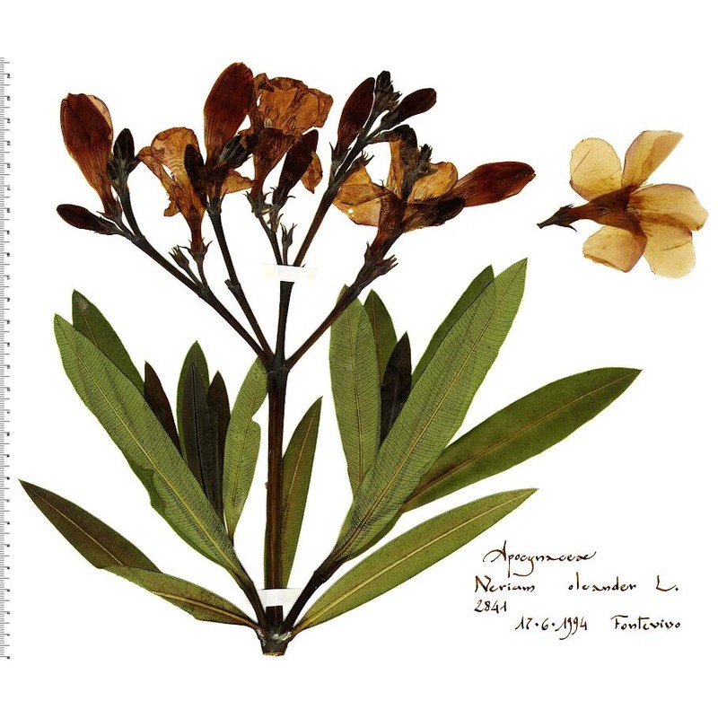 nerium oleander l.