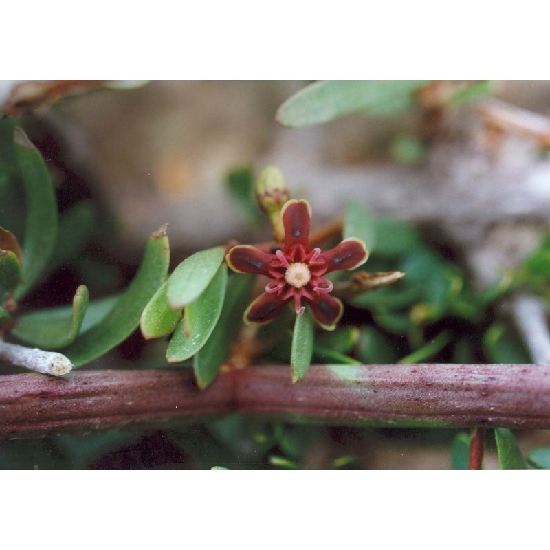 periploca angustifolia labill.