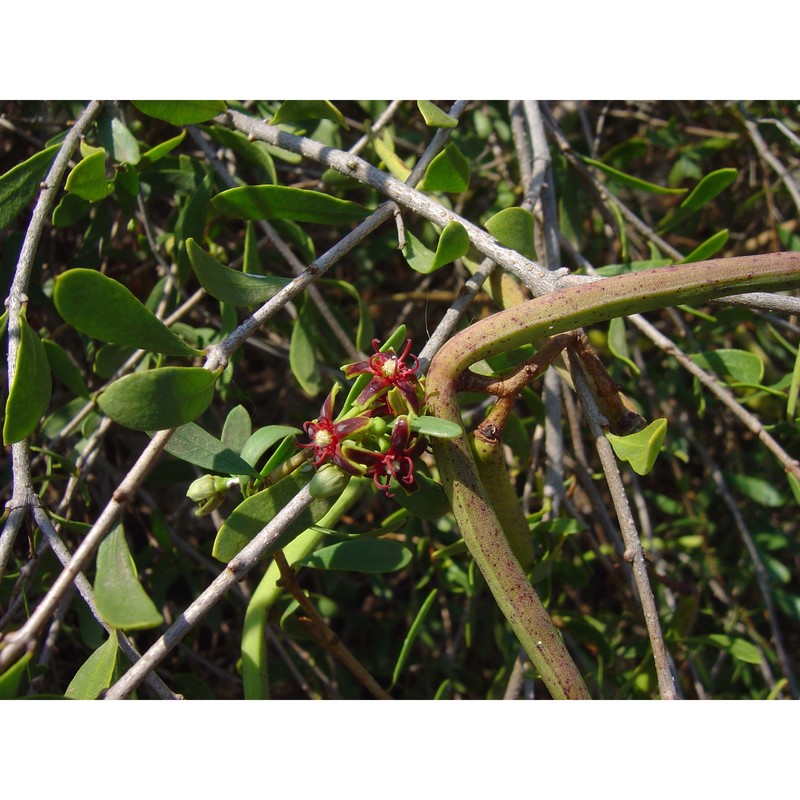 periploca angustifolia labill.