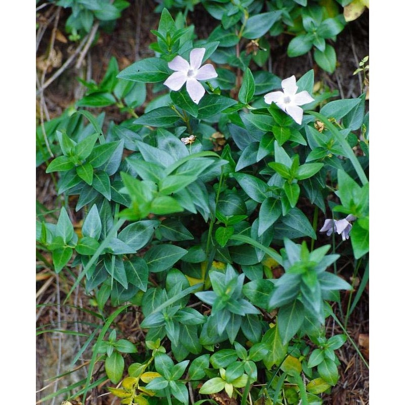 vinca difformis pourr.