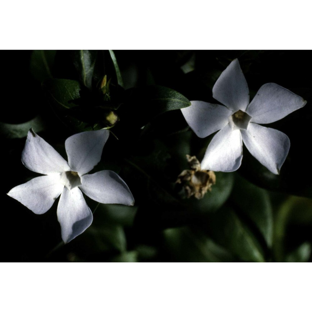 vinca difformis pourr.