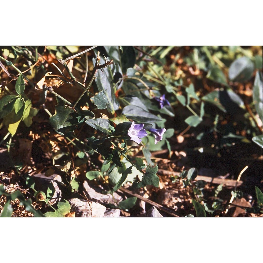 vinca difformis pourr.