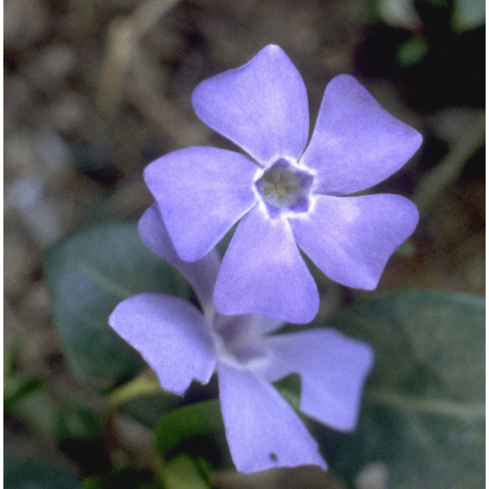 vinca minor l.