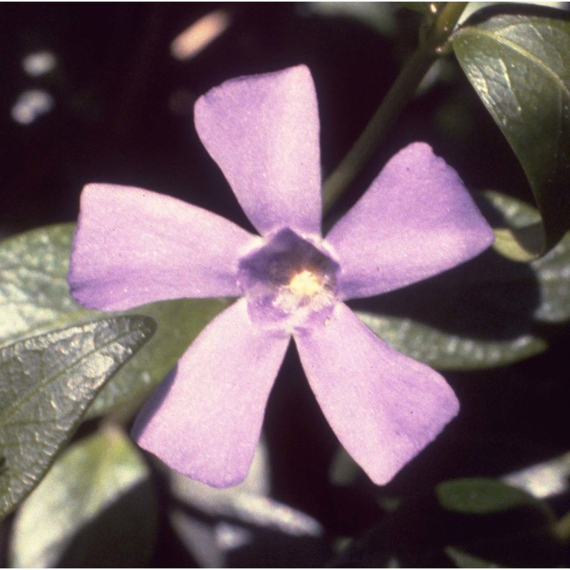 vinca minor l.