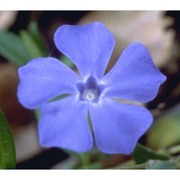 vinca minor l.