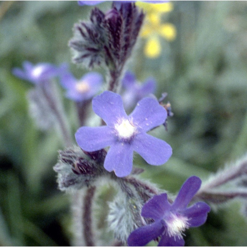 anchusa azurea mill.